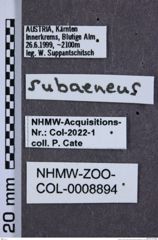 Etikette zu Sericus (Sericoderma) subaeneus (Redtenbacher, 1842) (NHMW-ZOO-COL-0008894)